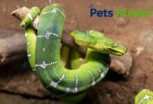 emerald tree boa