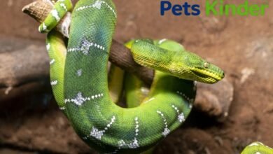 emerald tree boa