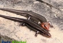 florida lizards