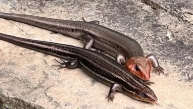 florida lizards