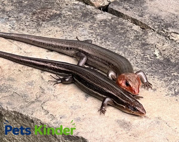 florida lizards