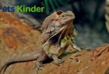 frilled lizard