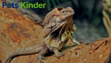 frilled lizard
