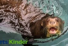 giant otter