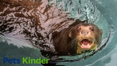 giant otter