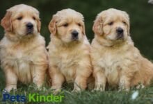 golden retriever puppies