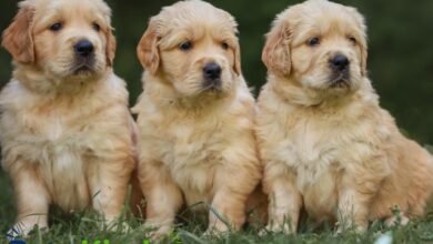 golden retriever puppies