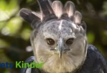 harpy eagle