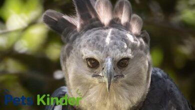 harpy eagle