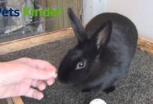 havana rabbit