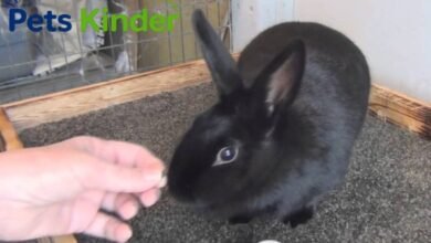 havana rabbit