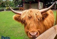 highland cow