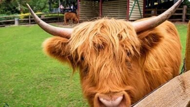 highland cow
