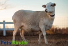 katahdin sheep