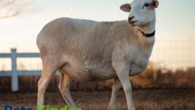 katahdin sheep