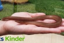 legless lizard