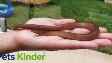 legless lizard
