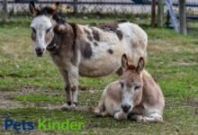 miniature donkey