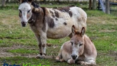 miniature donkey