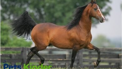 Morgan Horse