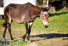 mule animal