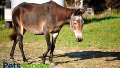mule animal