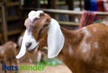 Nubian Goat