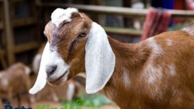 Nubian Goat