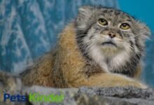 pallas cat