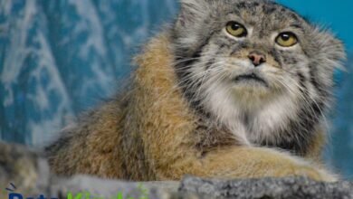 pallas cat