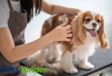 pet grooming and