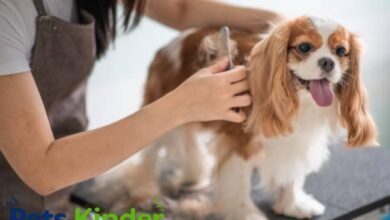 pet grooming and