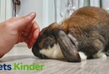 poorly rabbit