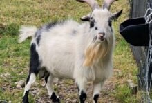pygmy goat