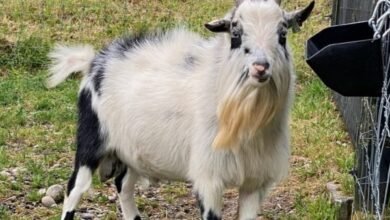 pygmy goat