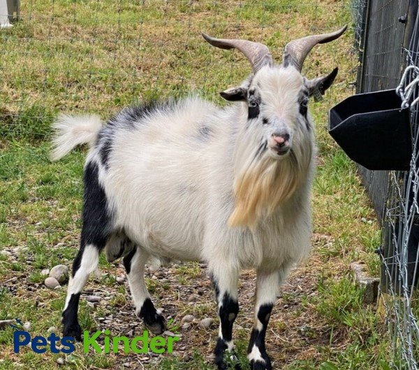 pygmy goat