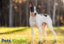 rat terrier