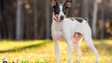 rat terrier
