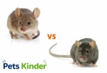 rat vs mouse