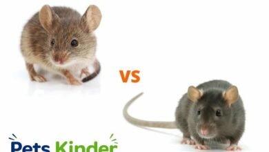 rat vs mouse