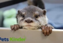 river otter
