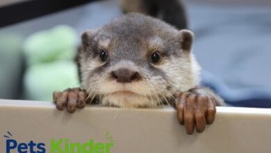 river otter