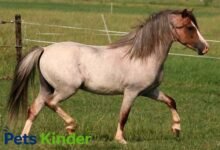 roan horse