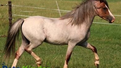 roan horse