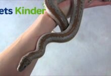 rosy boa