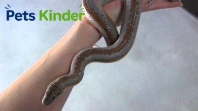 rosy boa