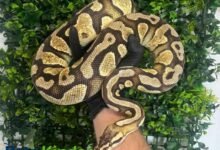 royal python for sale