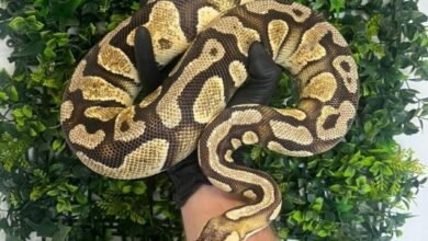 royal python for sale