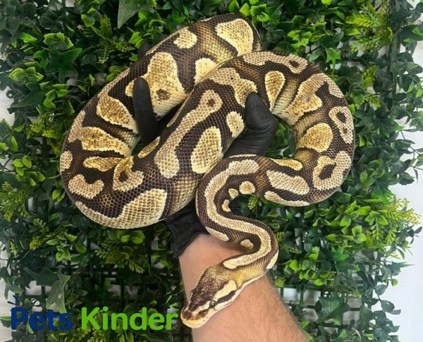 royal python for sale