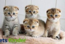 scottish fold kittens for sale